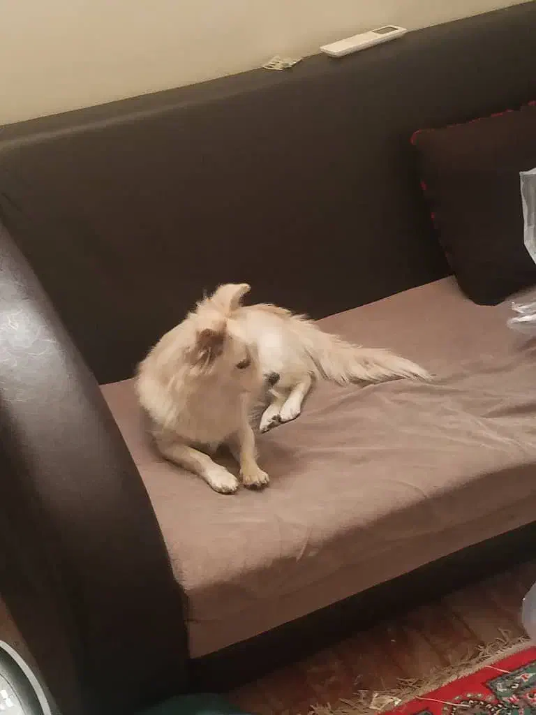 پامرین روباهی|سگ|جم, |دیوار