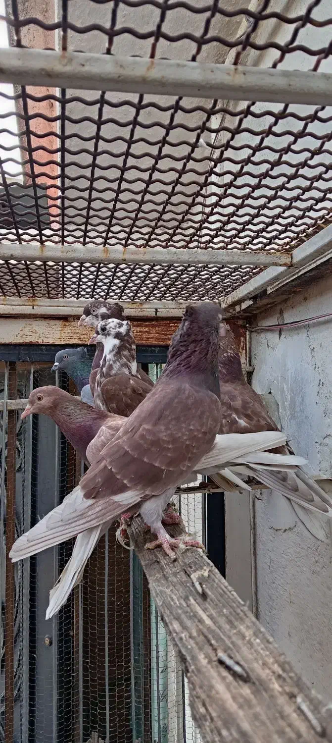 کبوتر قرمز پرشی|پرنده|قائمشهر, |دیوار