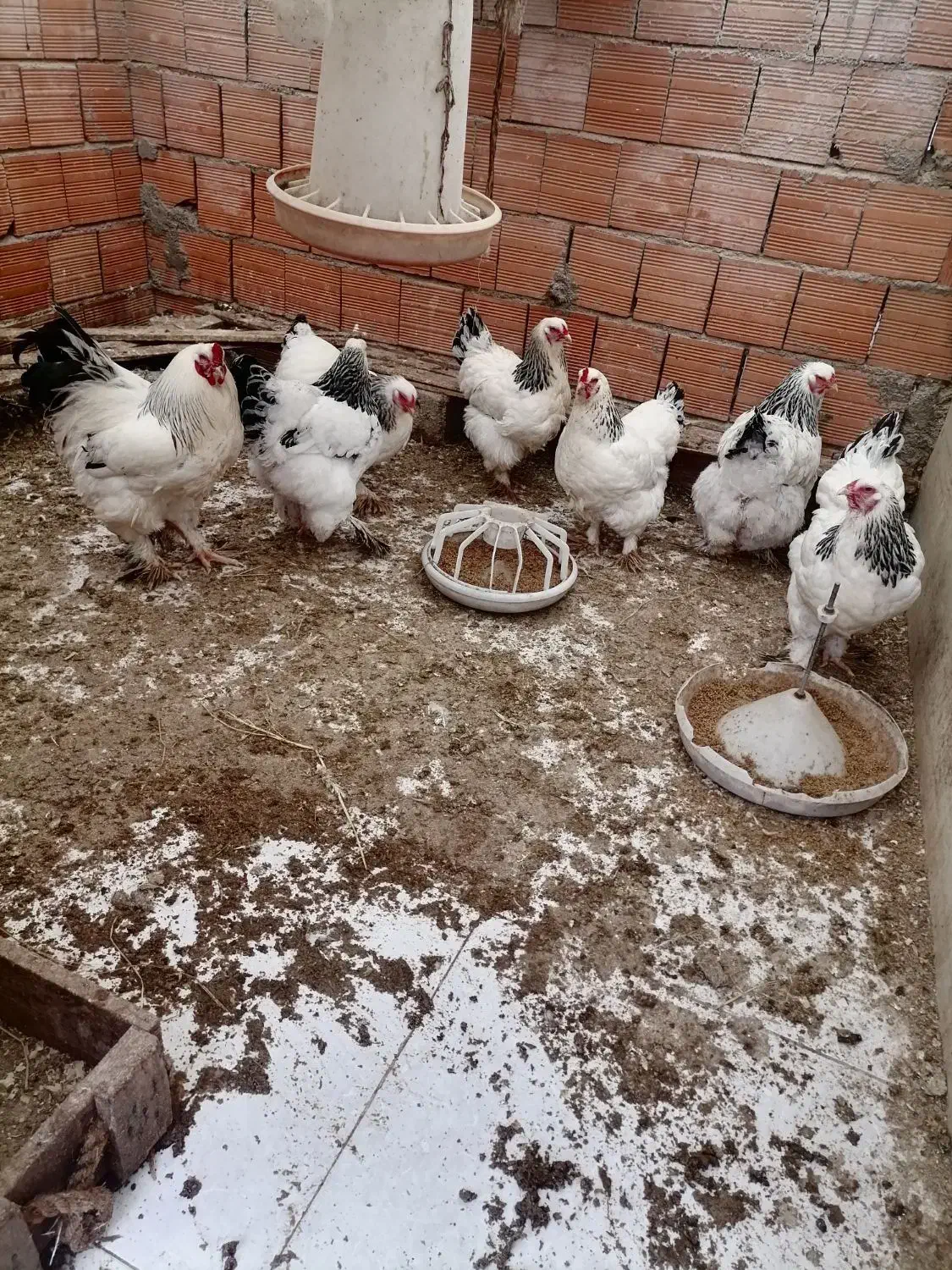 تخم مرغ نطفه دار برهما|حیوانات مزرعه|قائمشهر, |دیوار