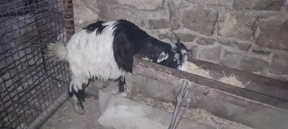 شیشک و تیشتر|حیوانات مزرعه|اندیکا, |دیوار