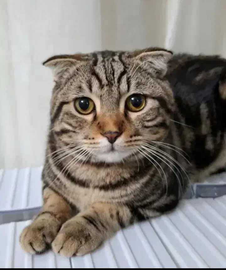 دو عدد بچه گربه رایگان واگذار میشه|گربه|چناران, |دیوار