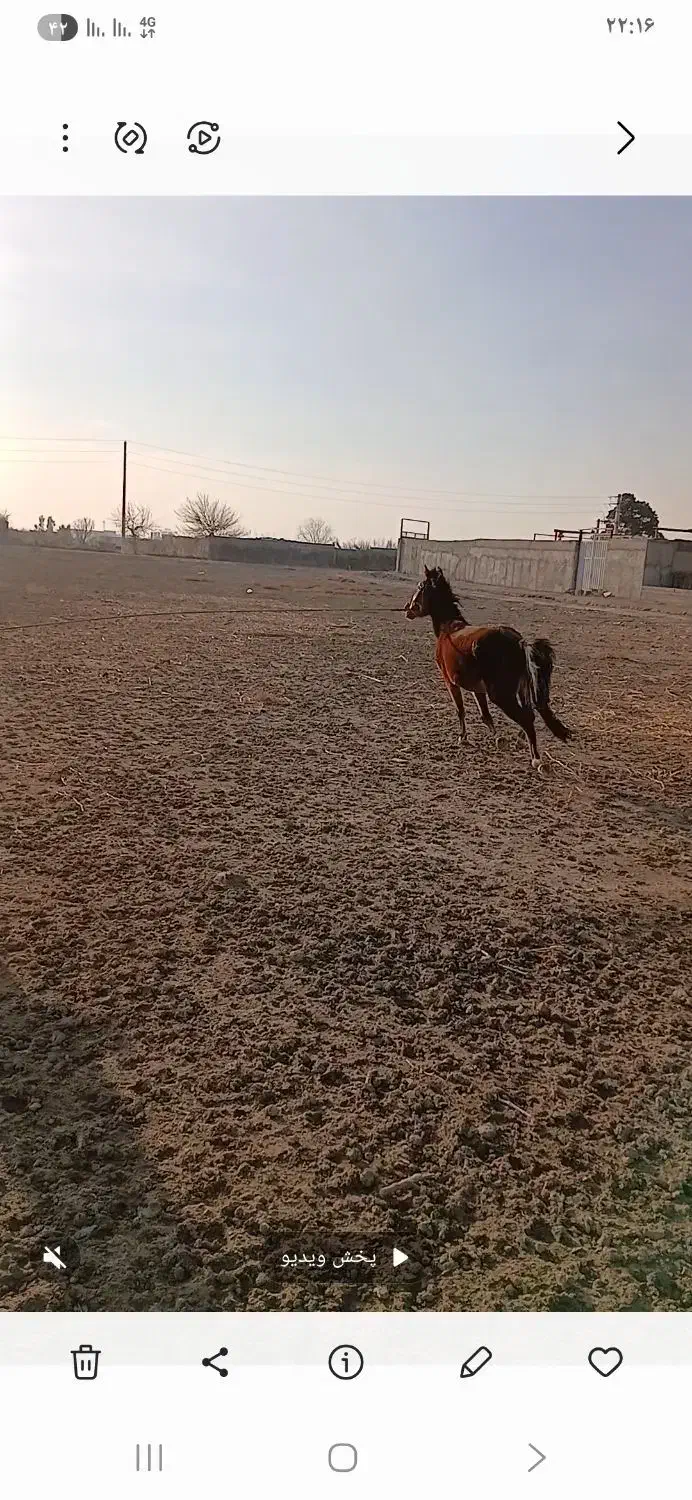 فروش اسب ماده|اسب و تجهیزات اسب‌سواری|بهارستان, |دیوار