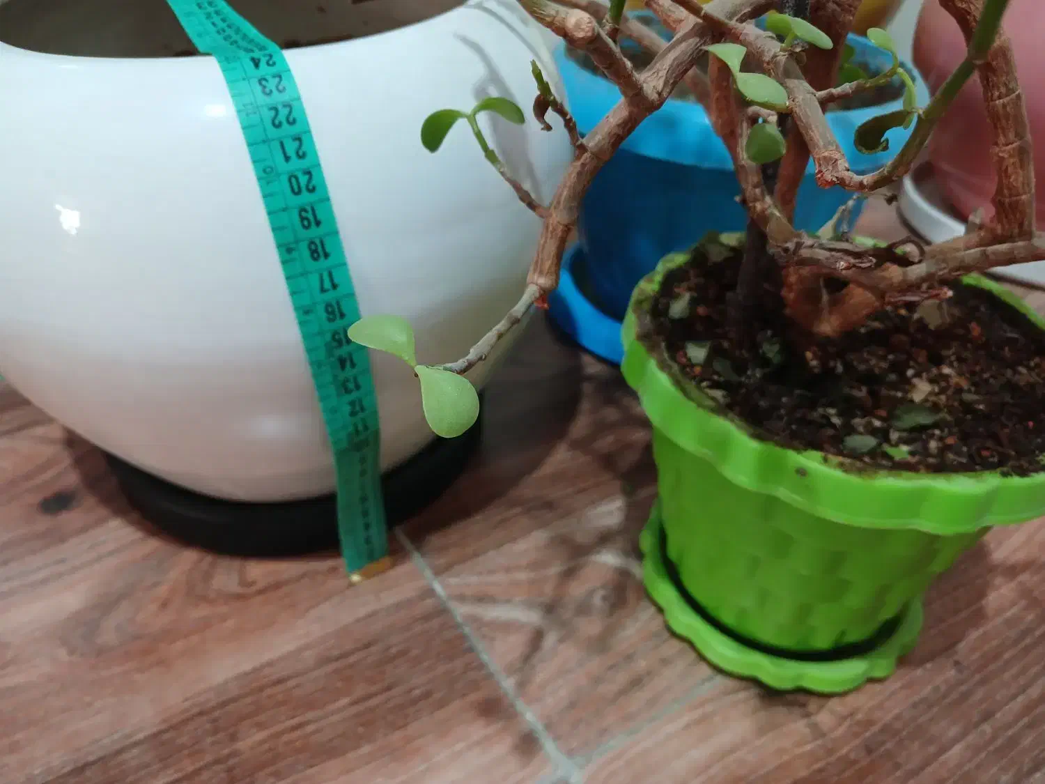 گلدان سرامیکی و پلاستیکی|گل و گیاه طبیعی|هشتگرد, فاز ۲ مهستان|دیوار