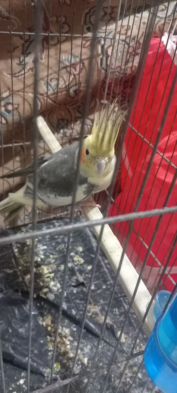 عروس هلندی آهویی|پرنده|آبادان, |دیوار