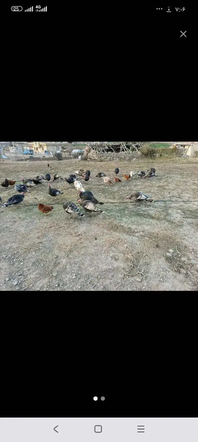 بوقلمون ....|حیوانات مزرعه|اسلام آباد, |دیوار