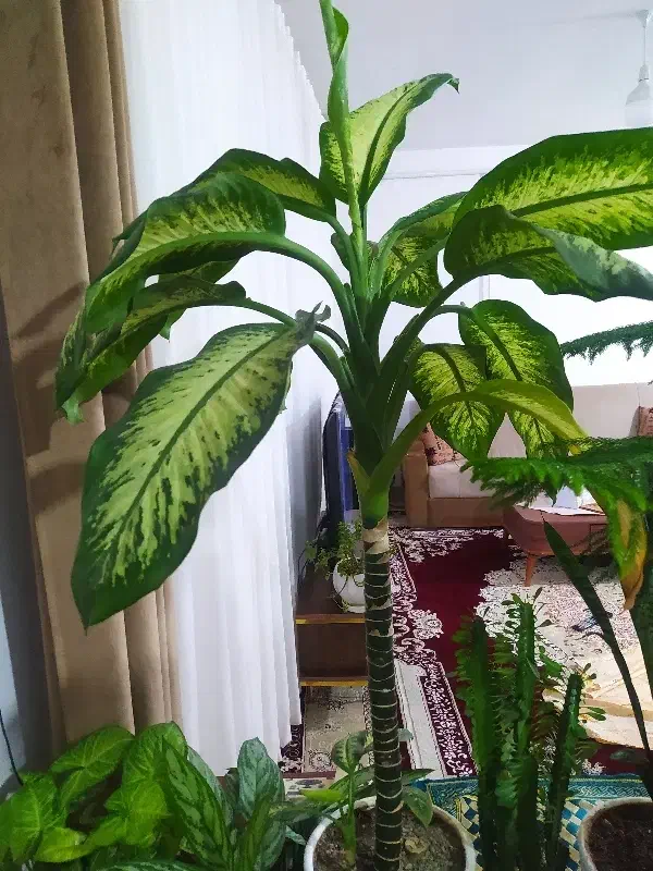 گل دیفن|گل و گیاه طبیعی|دهگلان, |دیوار