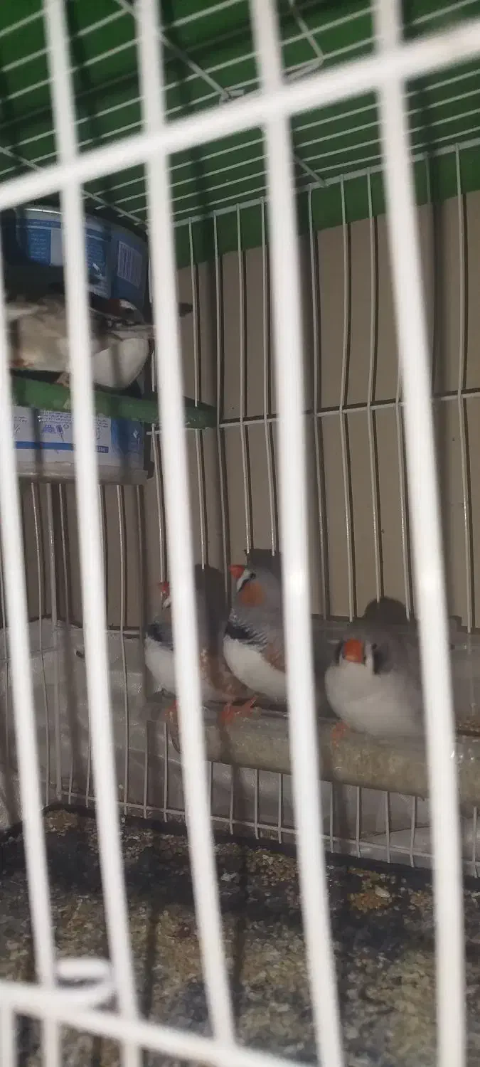 فنچ|پرنده|مشهد, انقلاب|دیوار