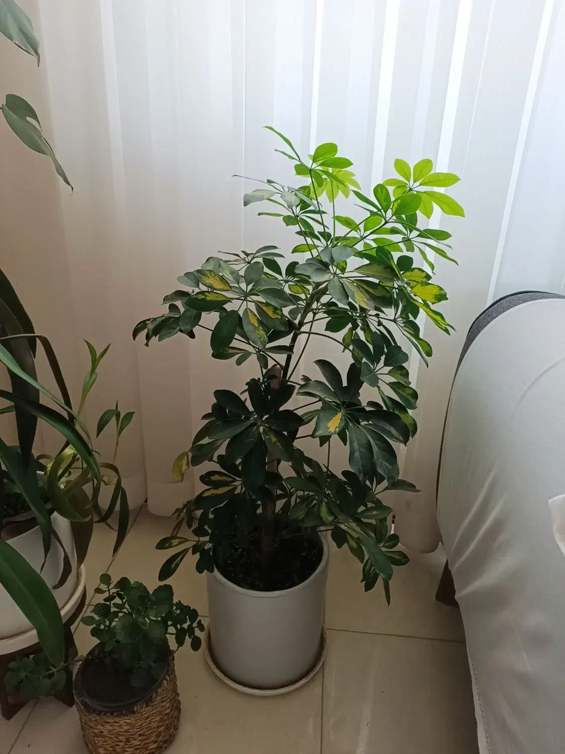 گل‌های زیبا و شاداب|گل و گیاه طبیعی|بجنورد, |دیوار