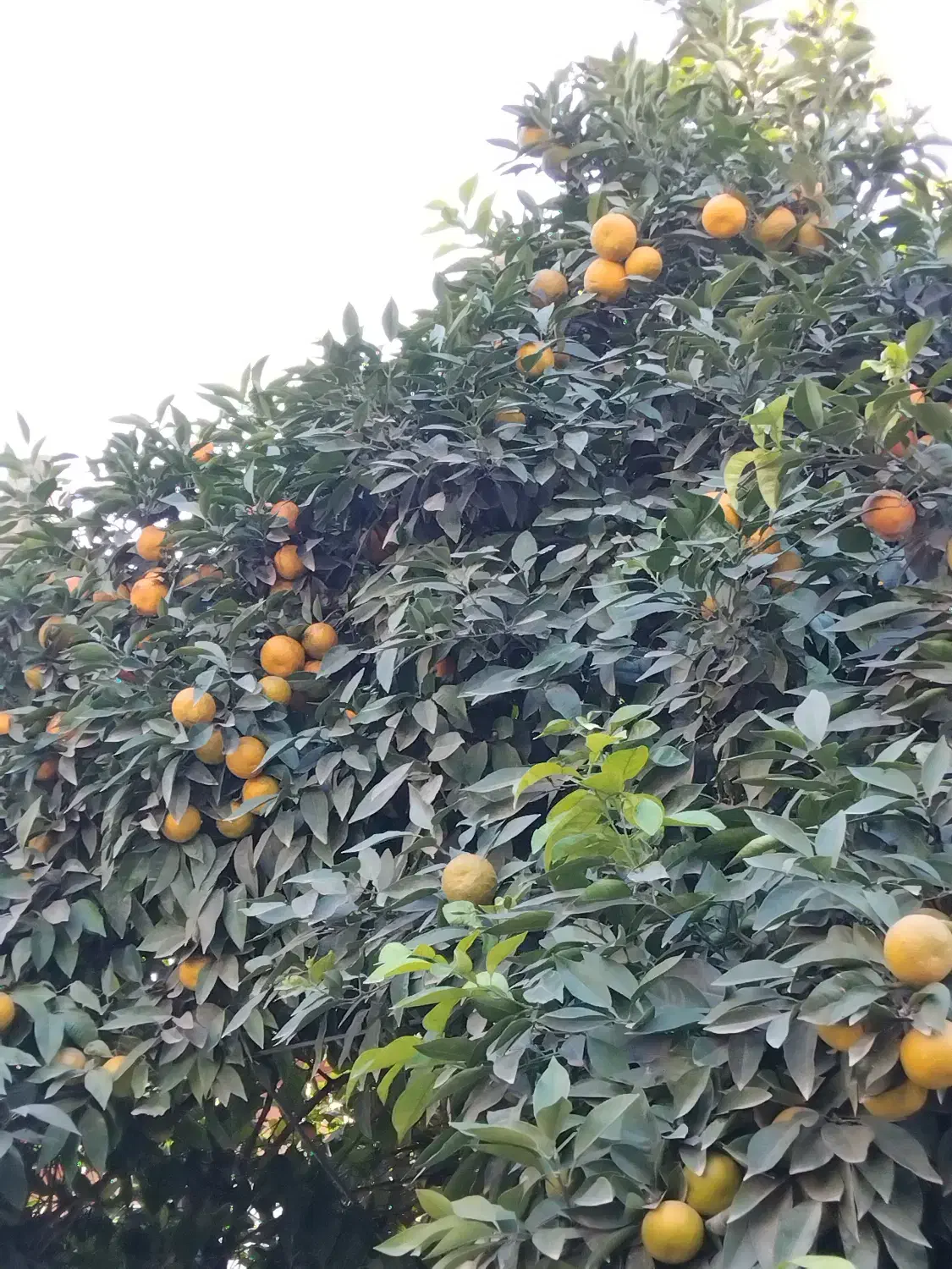 فروش نارنج پرآب|خوردنی و آشامیدنی|بابکان, |دیوار