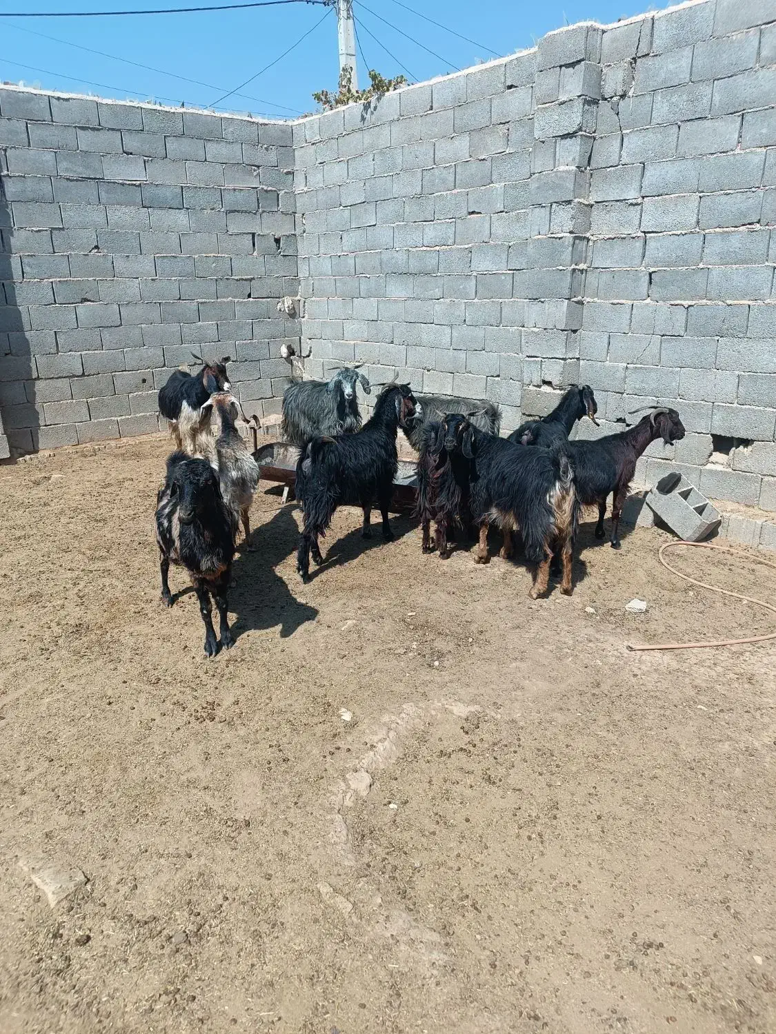 فروش بزدرجه یک 10|حیوانات مزرعه|ششده و قره بلاغ, |دیوار
