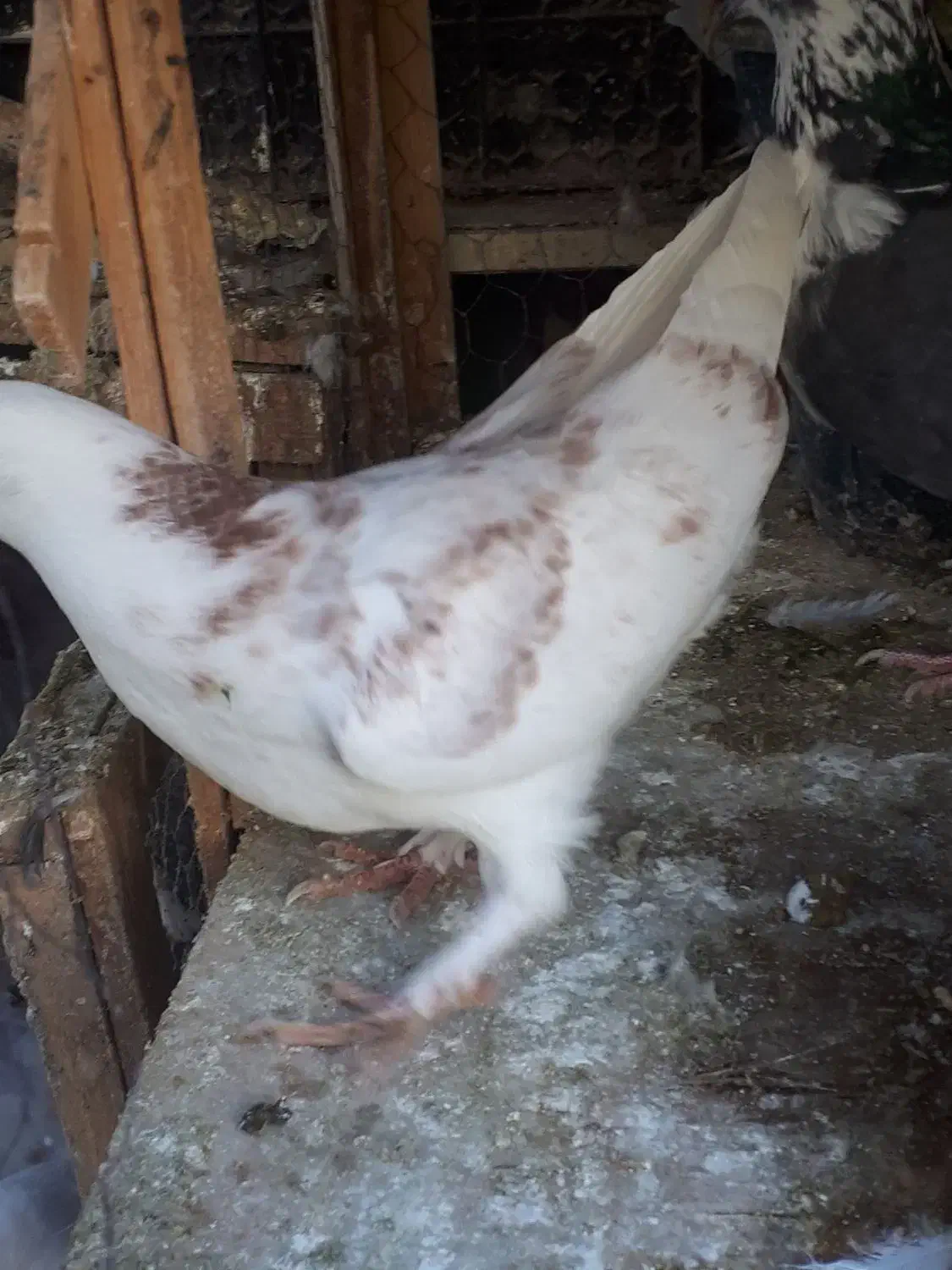 کفتریا کبوتر|پرنده|جوادآباد, |دیوار