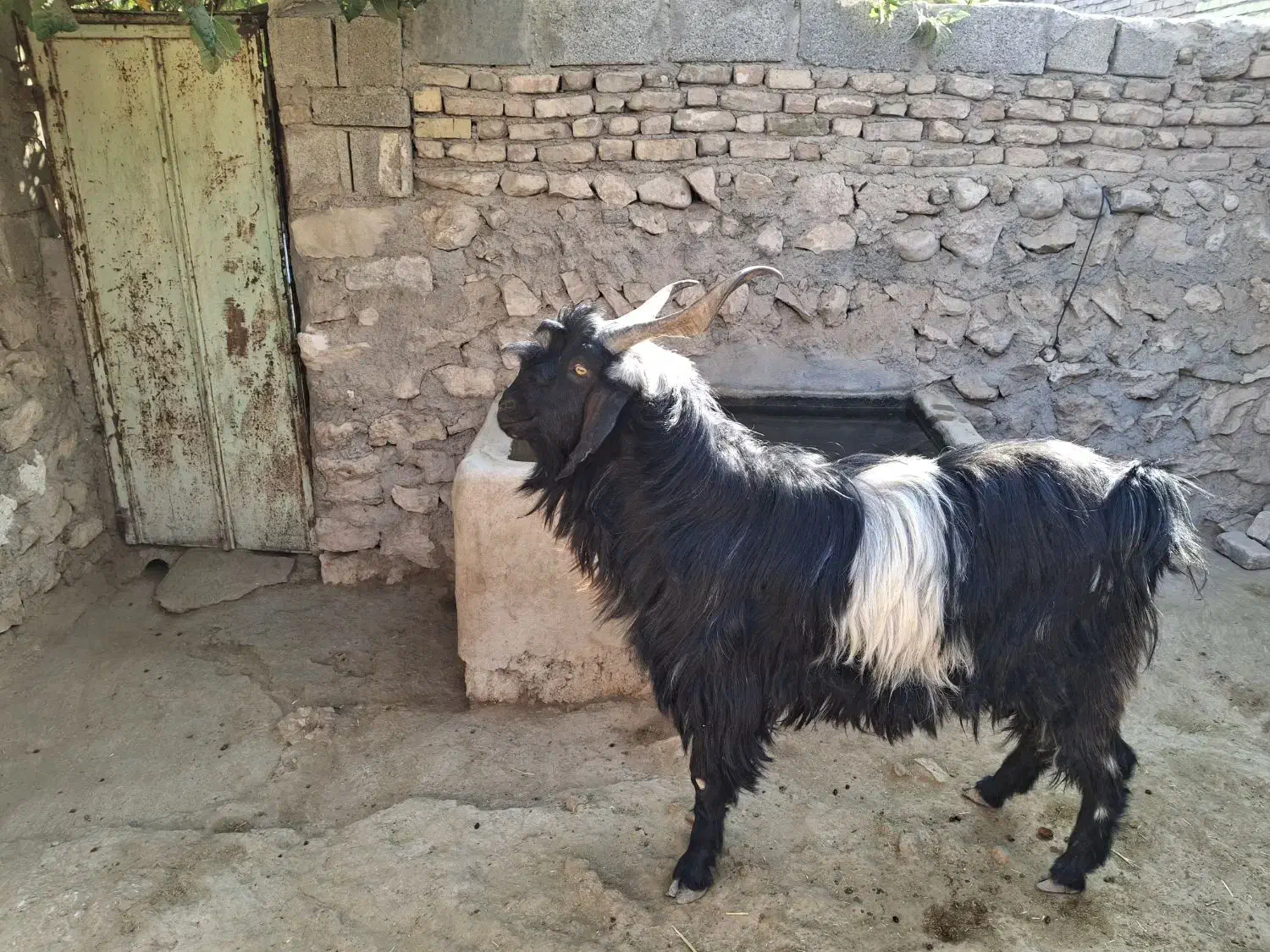 دبر|حیوانات مزرعه|داراب, |دیوار