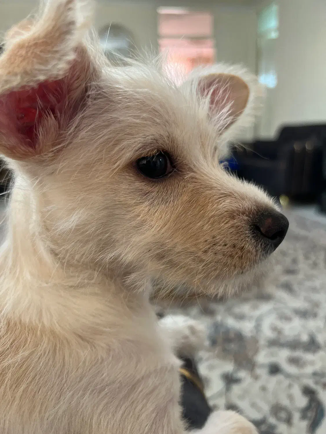 واگذاری اشپیتز نر|سگ|ری, اقدسیه|دیوار