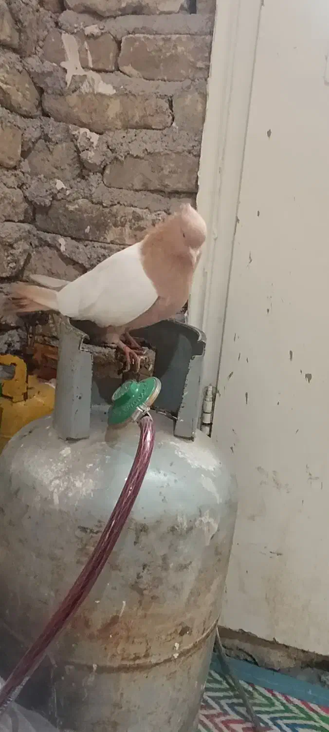 کفتر|پرنده|مشهد, هنرستان|دیوار