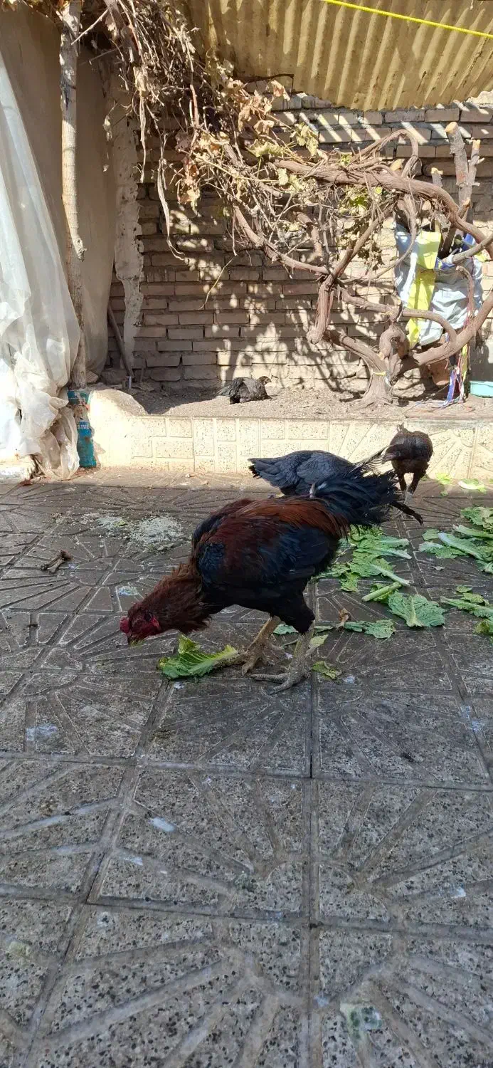 مرغ و خروس لاری|حیوانات مزرعه|مشهد, شهید آوینی|دیوار