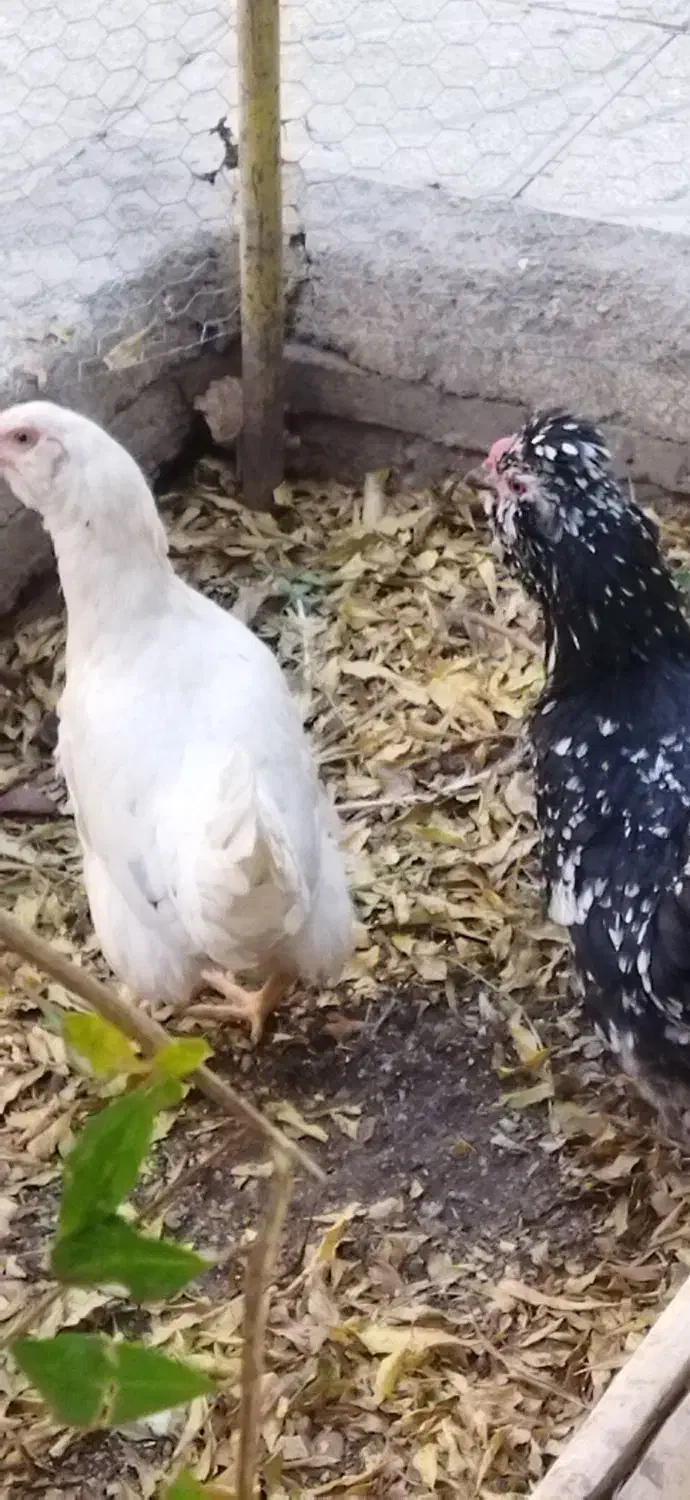 مرغ خروس|حیوانات مزرعه|شاهینشهر, سعدی شمالی|دیوار