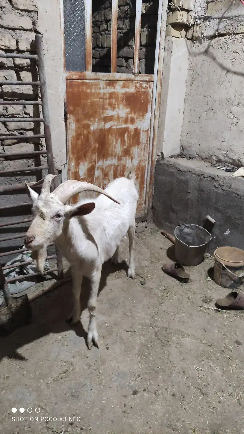 نربز سانن|حیوانات مزرعه|آران و بیدگل, |دیوار