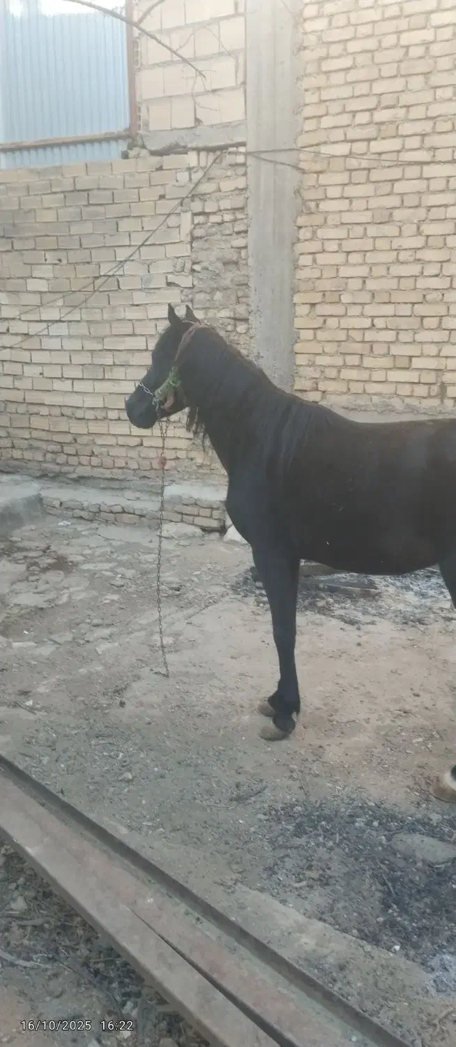 نریون دره شوری|اسب و تجهیزات اسب‌سواری|فارسان, |دیوار