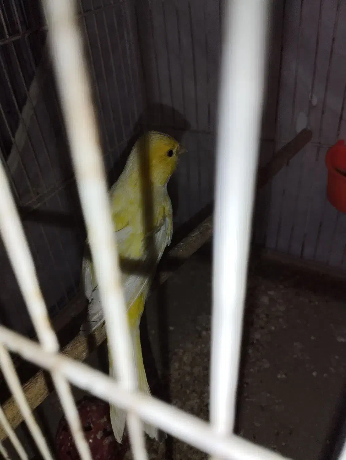 قناری|پرنده|قم, ناصردیوان|دیوار