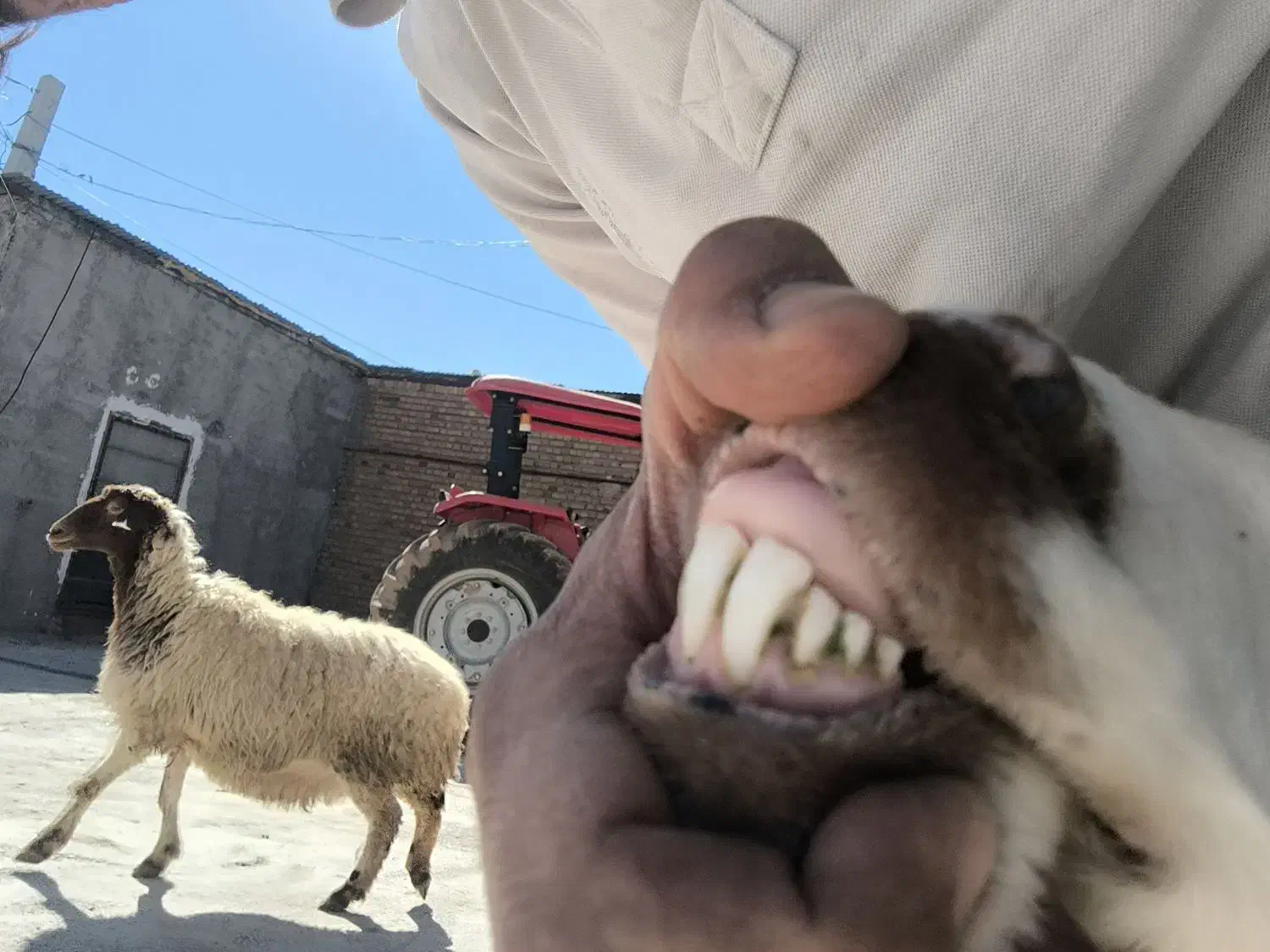 میش بره|حیوانات مزرعه|بیرانوند, |دیوار