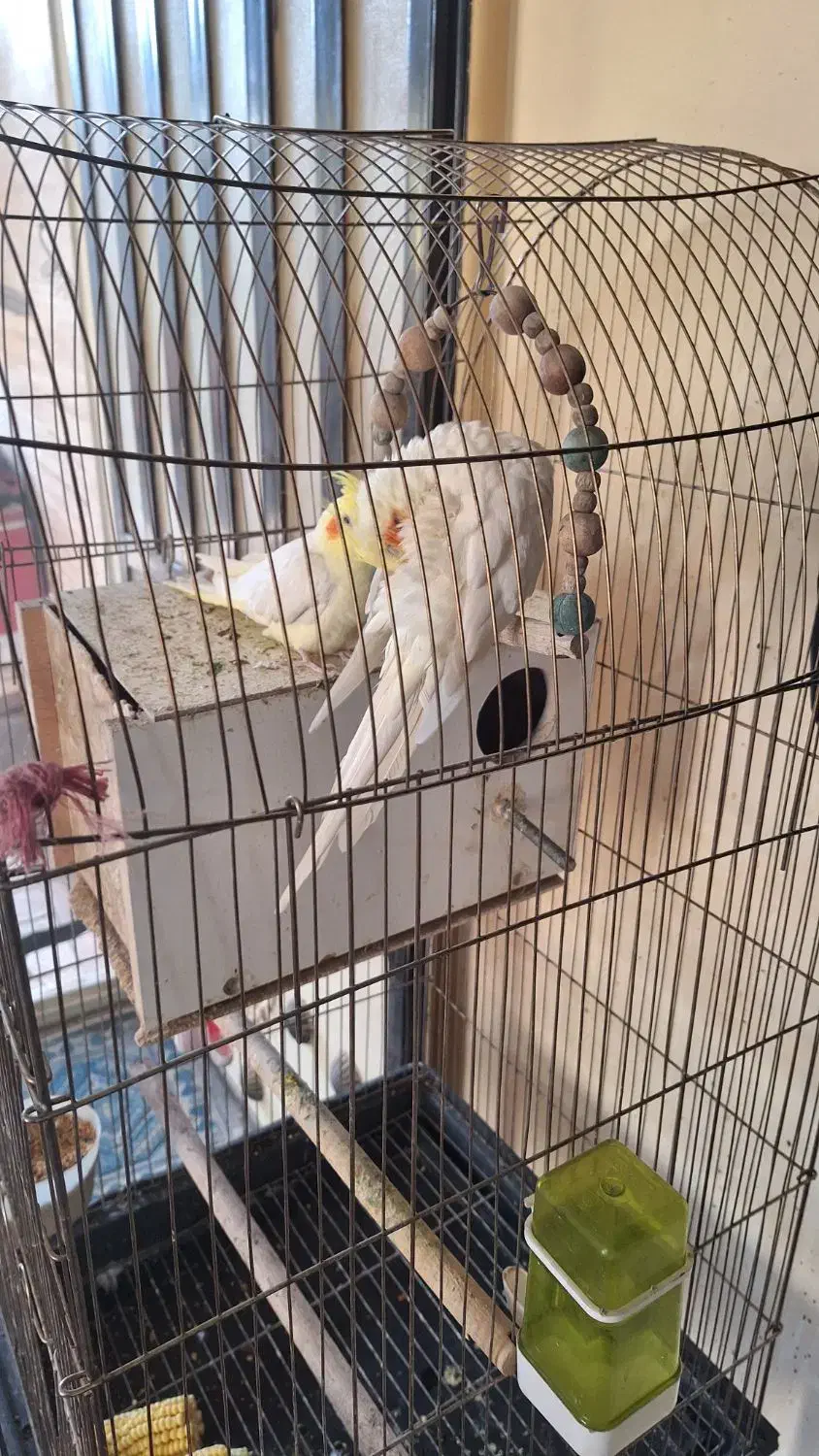 عروس هلندی|پرنده|پاکدشت, پاکدشت (مامازند)|دیوار