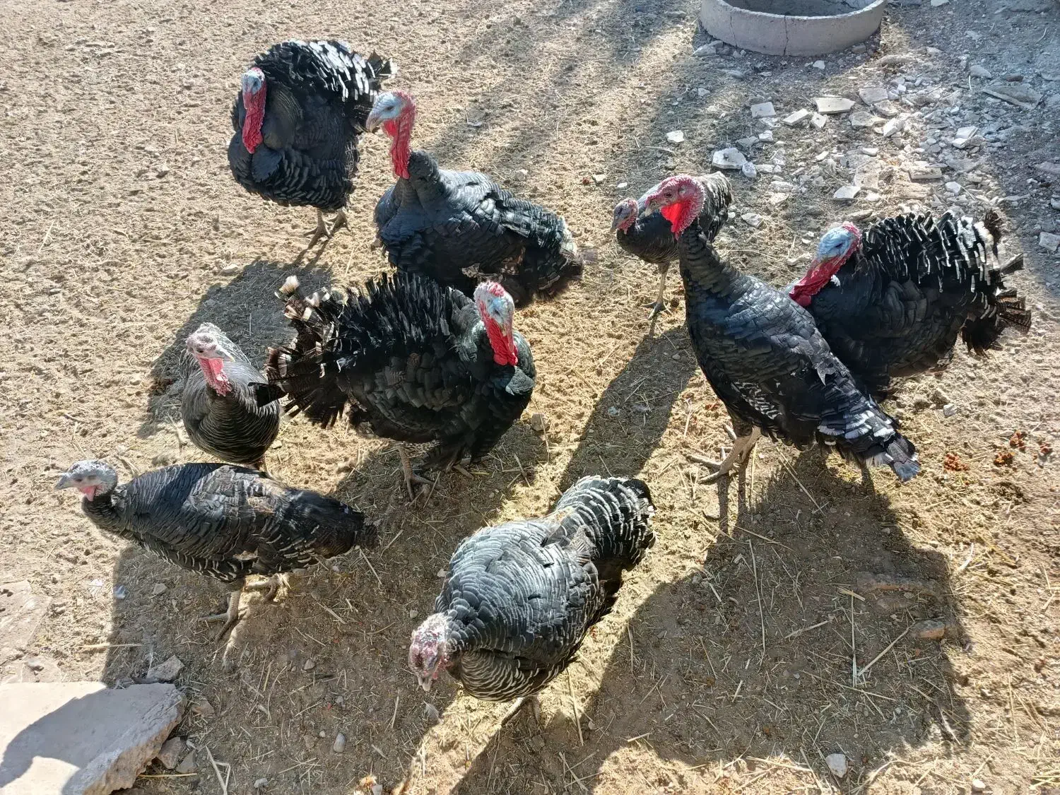 بوقلمون|حیوانات مزرعه|مرودشت, محمد آباد|دیوار