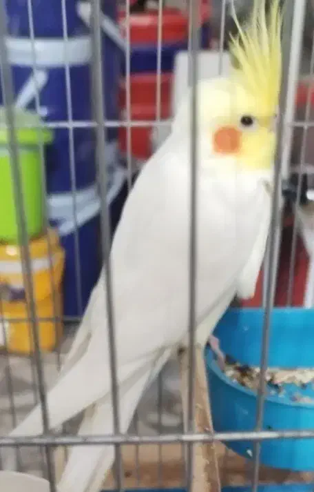 پرنده زینتی|پرنده|بندر دیر, |دیوار