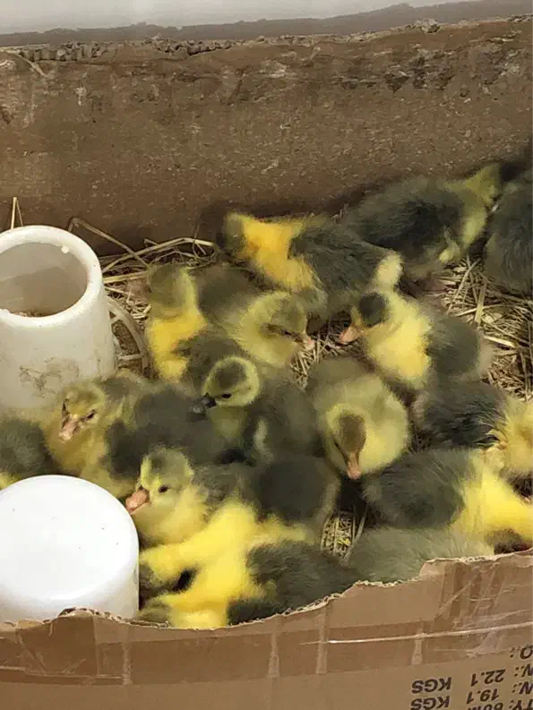 جوجه غاز محلی|حیوانات مزرعه|ساری, |دیوار