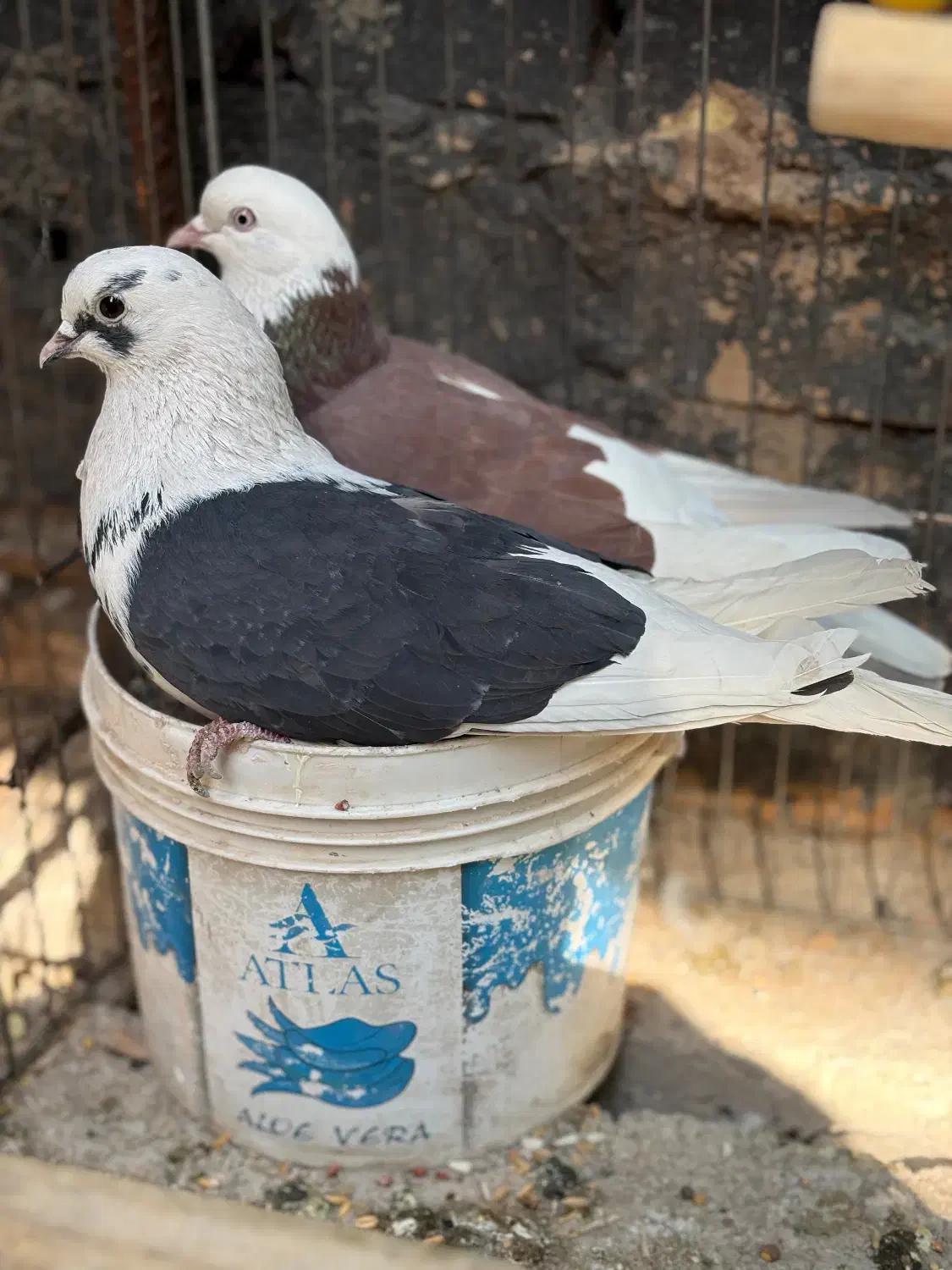 طوقی|پرنده|حمیدیا, |دیوار