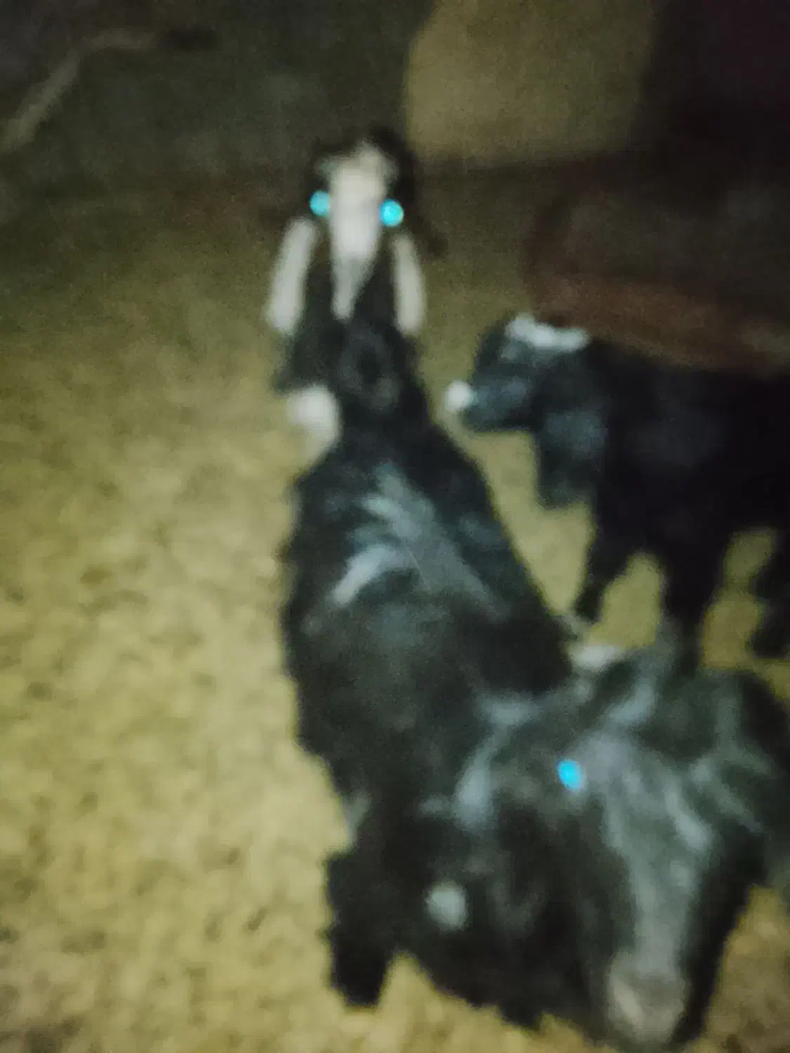 فروش چند راس کهره|حیوانات مزرعه|بندر گناوه, |دیوار