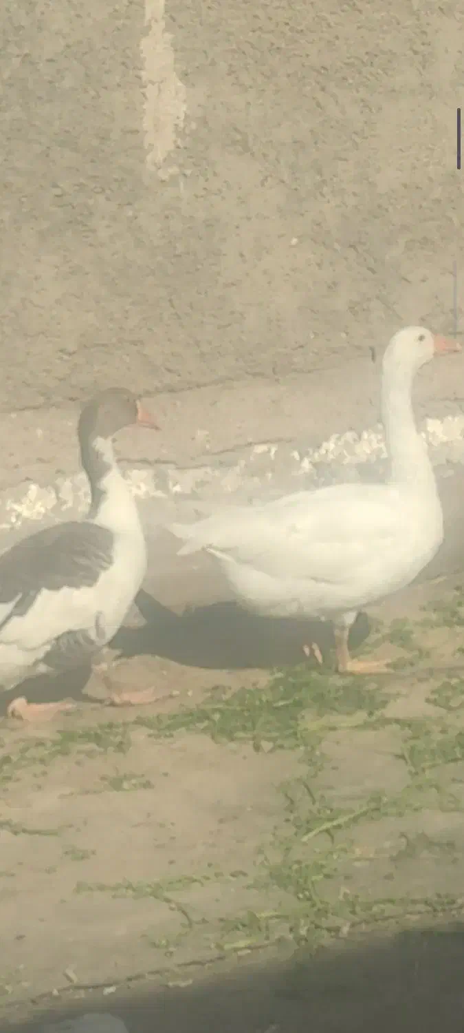 غاز|حیوانات مزرعه|کارون, |دیوار