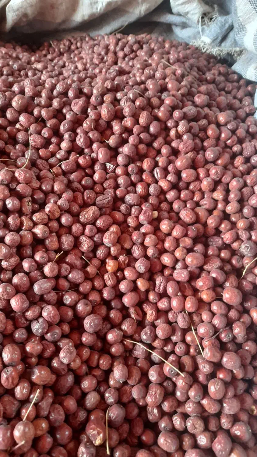 عناب|خوردنی و آشامیدنی|سربیشه, |دیوار