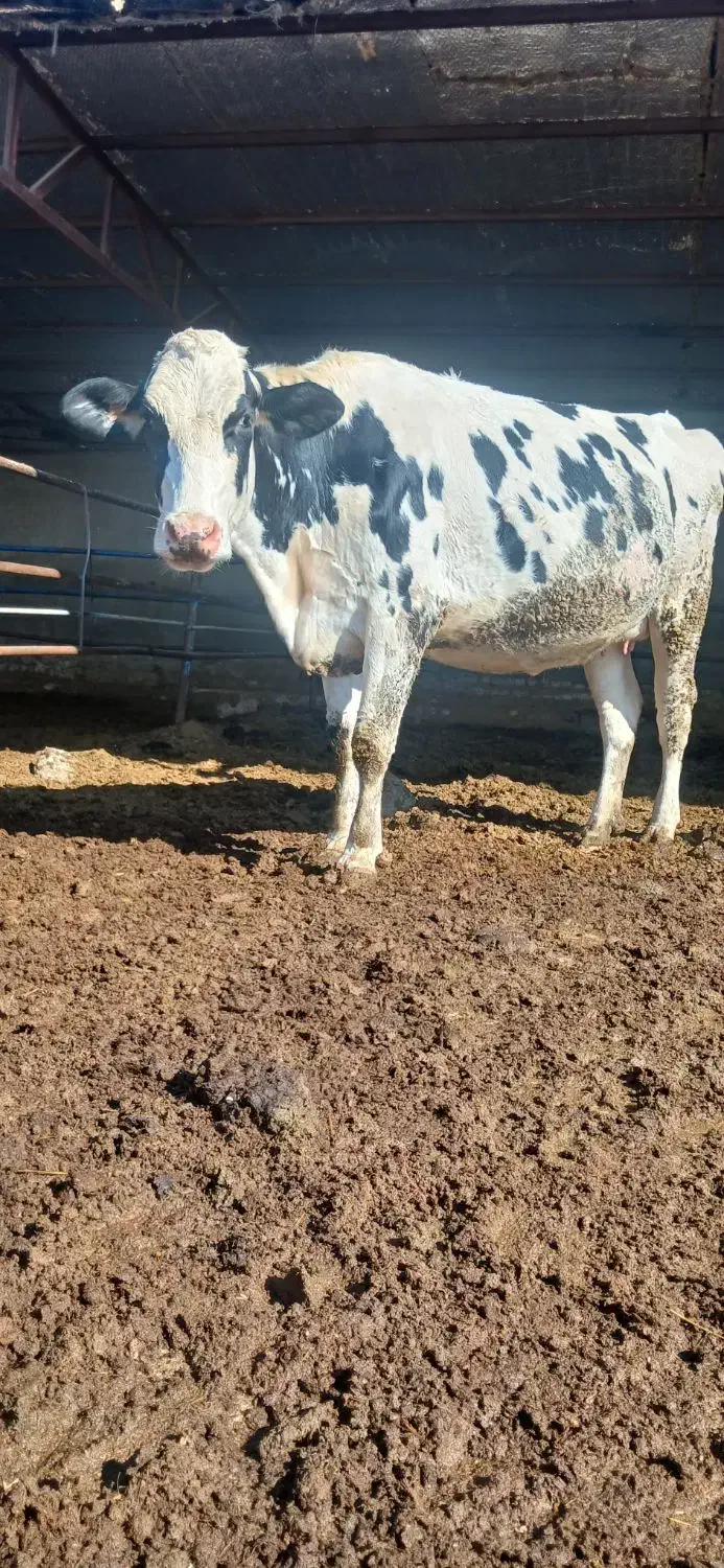 گاو شیری|حیوانات مزرعه|شیروان (خراسان), |دیوار