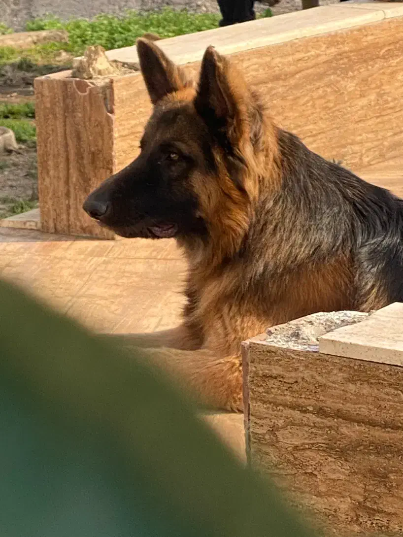 سگ ژرمن شولاین نر|سگ|لنگرود, |دیوار