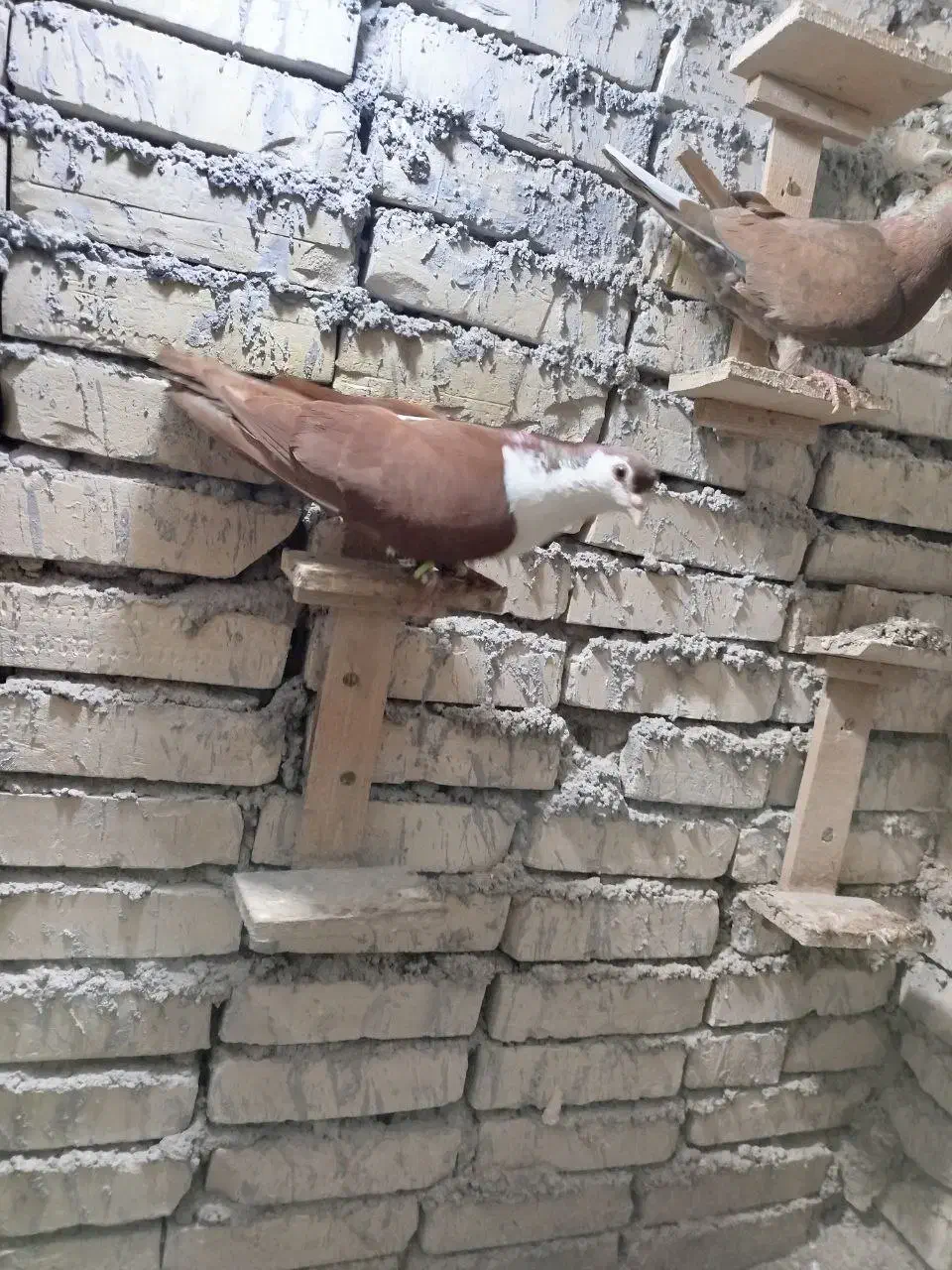 سه عدد پرنده دوری|پرنده|اهواز, آریاشهر|دیوار