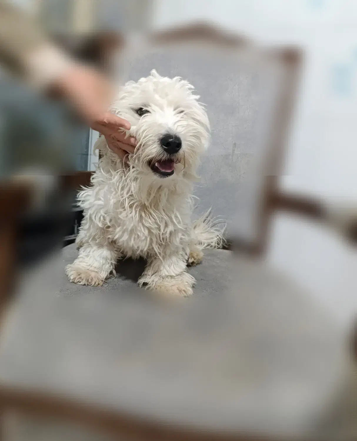 توله ۳ماهه رایگان|سگ|قزوین, |دیوار