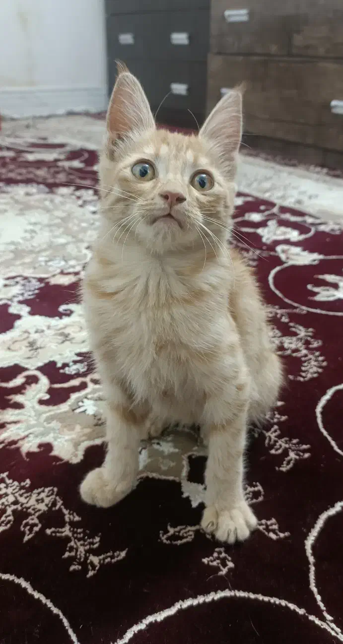 گربه|گربه|کرج, اخگرآباد|دیوار