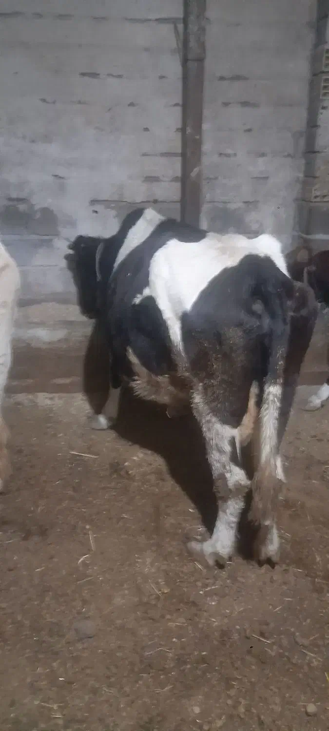 گاو ماده|حیوانات مزرعه|اهر, |دیوار