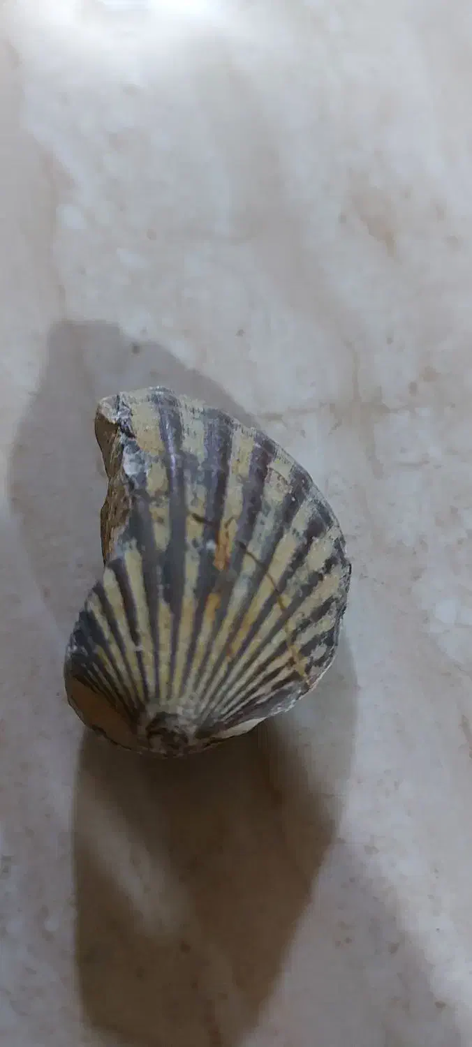 فسیل|کلکسیون اشیاء عتیقه|ایلام, |دیوار