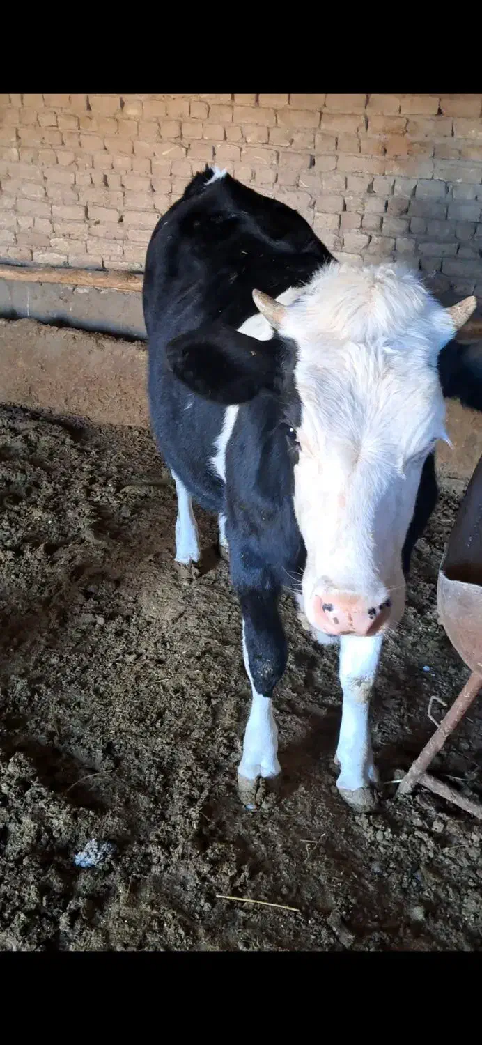 تلیسه سیمینتال|حیوانات مزرعه|قزوین, |دیوار