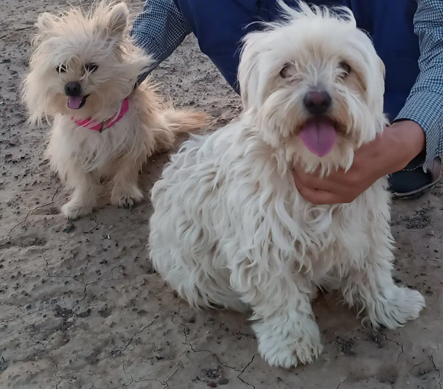 دوتا سگ گم شده|حیوانات|قم, قلعه کامکار|دیوار