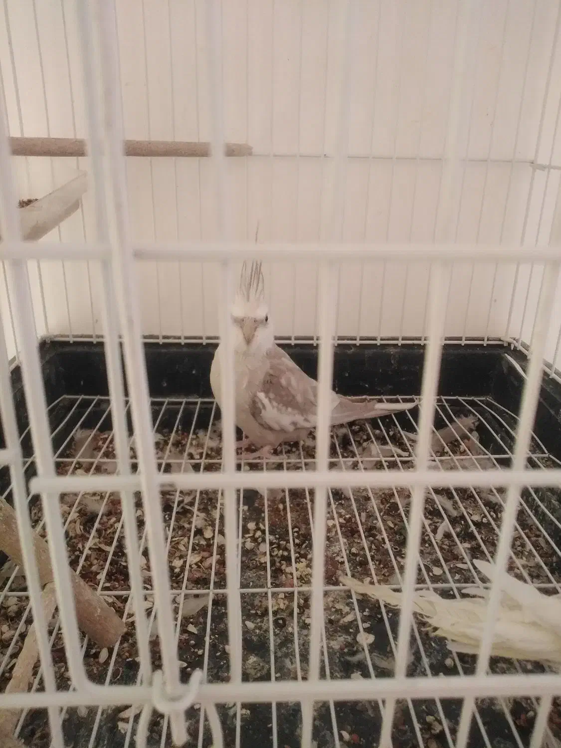 عروس هلندی|پرنده|فلاورجان, |دیوار