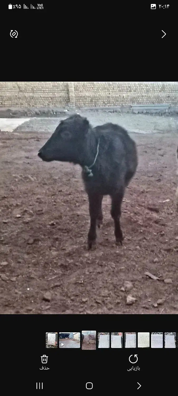 گوساله ماده باب داشت مالچه|حیوانات مزرعه|کامیاران, |دیوار