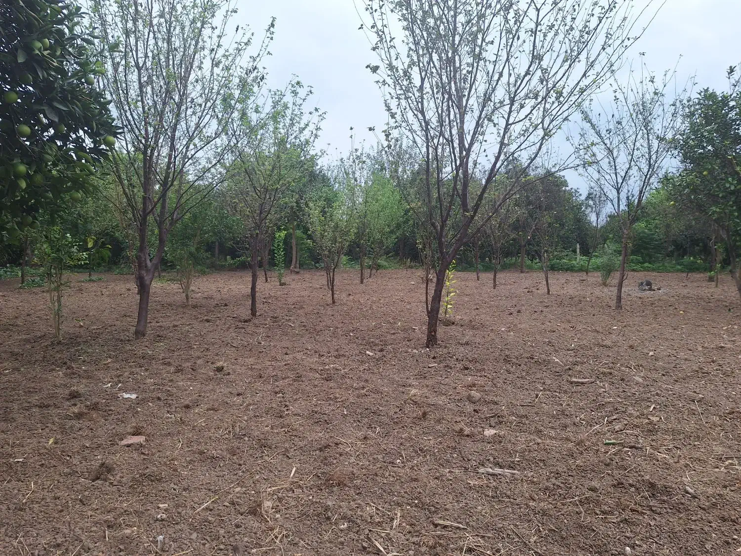 فروش زمین ۸۵۰ متری بابل روستای کشتلی میدان سر|فروش زمین و ملک کلنگی|گتاب, |دیوار