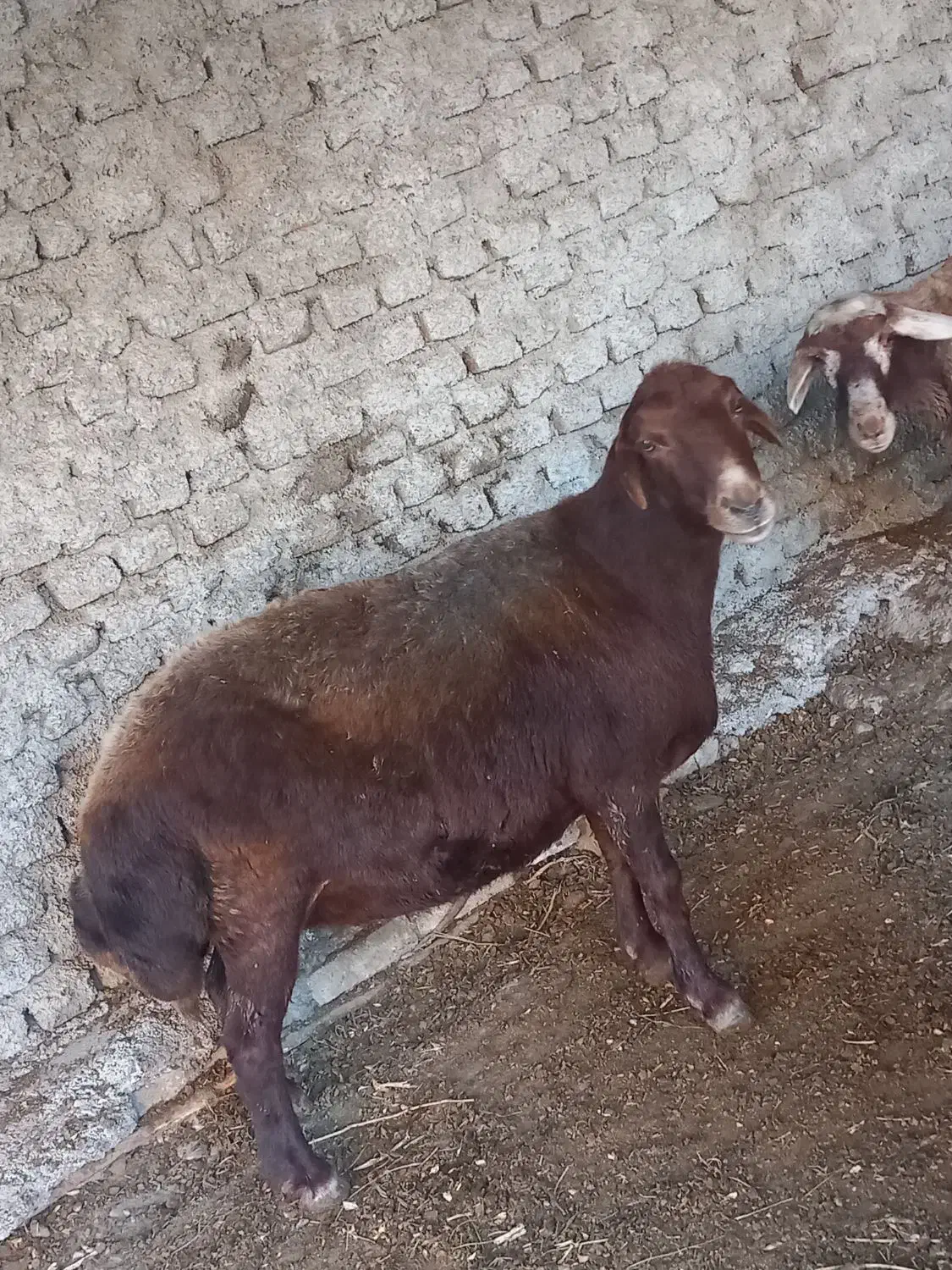 گوسفند ترکمنی و کبود ماده|حیوانات مزرعه|جلین, |دیوار