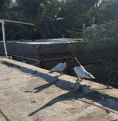 سلام 10عدد کفتر فروشی|پرنده|نرماشیر, |دیوار