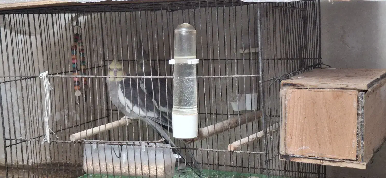 عروس هلندی فروش فوری به پولش نیاز دارم|پرنده|فولادشهر, B7|دیوار