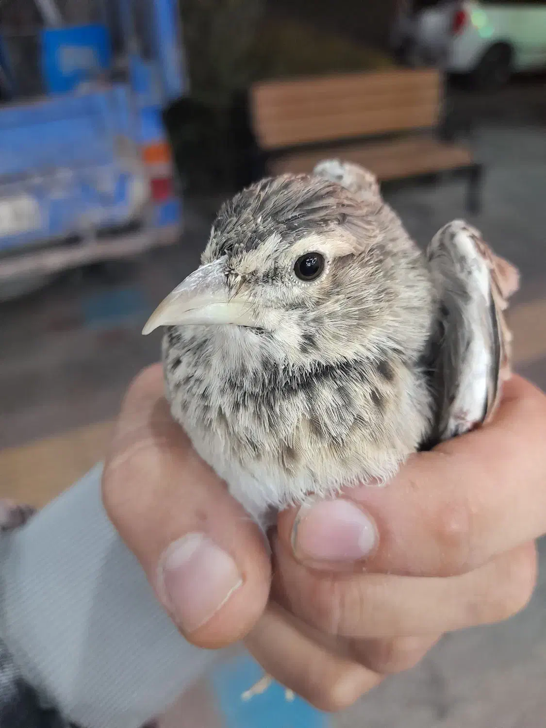 سهره خاکی|پرنده|بجنورد, |دیوار