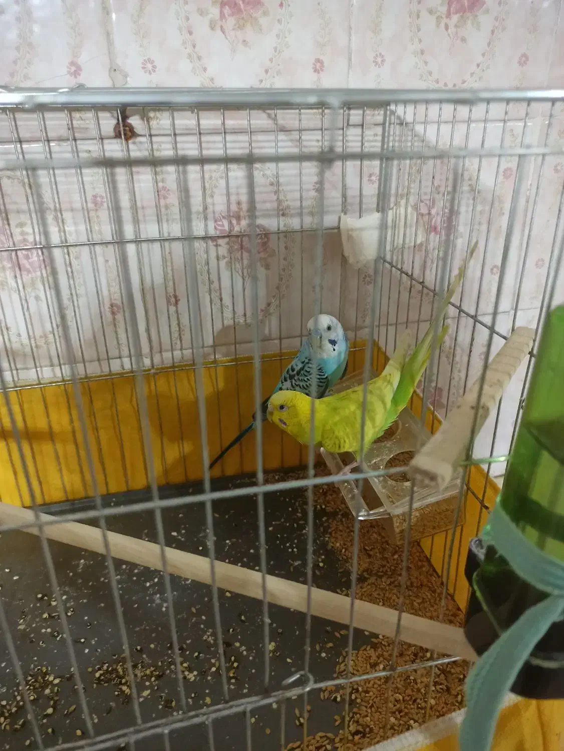 یه جفت مرغ عشق معاوضه با عروس هلندی|پرنده|تهران, خاک سفید|دیوار