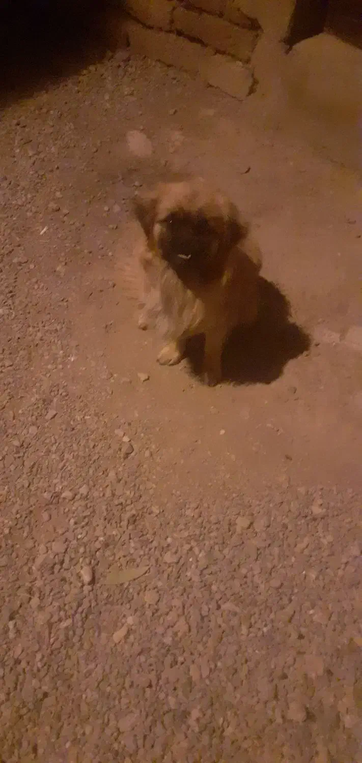 سگ پاکوتا|سگ|کنگاور, |دیوار